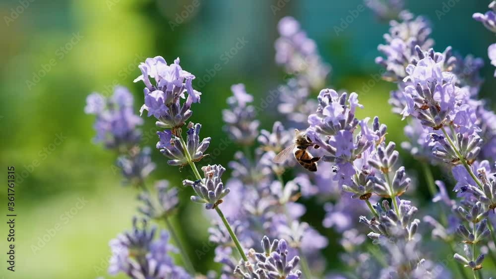 Honey bee on lavender flower. The bee collects fresh nectar from lavender flowers. Slow motion video. Pollination of plants by bees. Honey bee on lavender flower. The bee collects fresh nectar from lavender flowers. Slow motion video. Pollination of plants by bees.