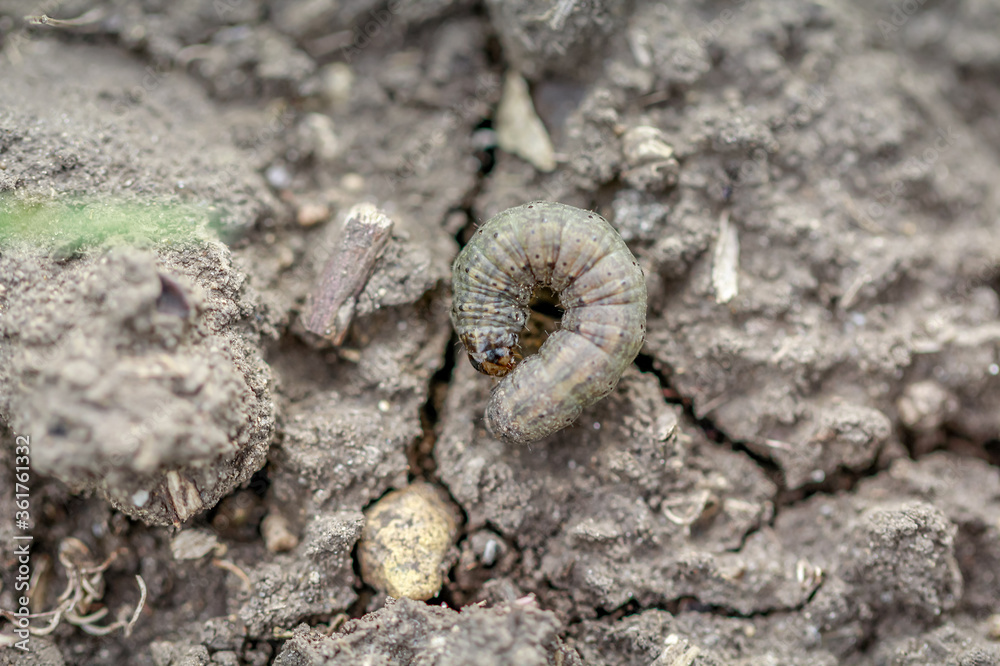 Winter pest insect pest (Agrotis segetum)