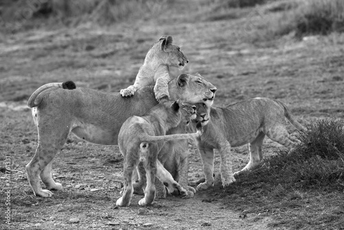 Lioness and her cubs  Masai Mara