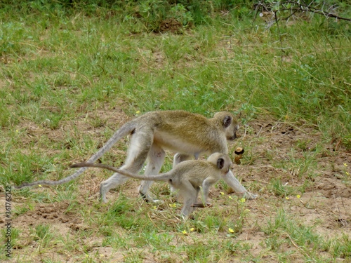 Chlorocebus cynosuros