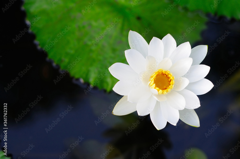 Beautiful White Water Lily