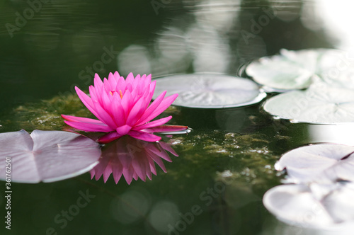 A Vibrant Pink Water Lily