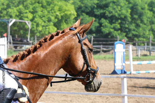 Head of a jumper horse against natural background of contest