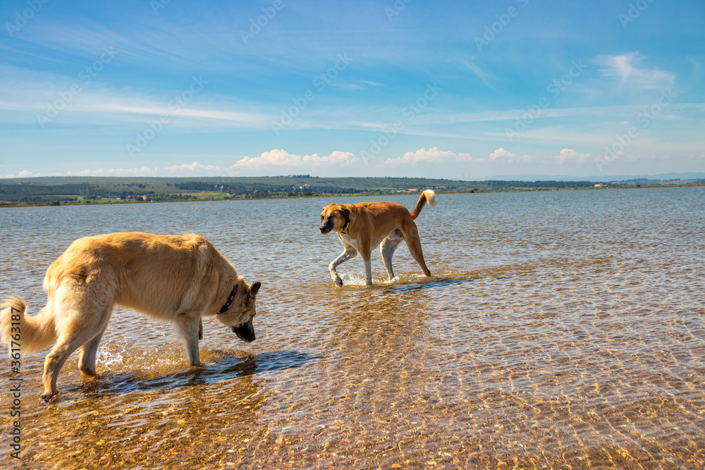 Hunde im Wasser - Hunde am Meer