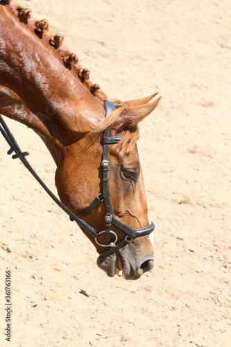 Head of a jumper horse against natural background of contest