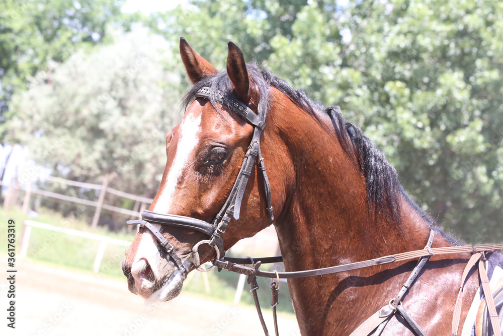 Head of a jumper horse against natural background of contest Head of a jumper horse against natural background of contest