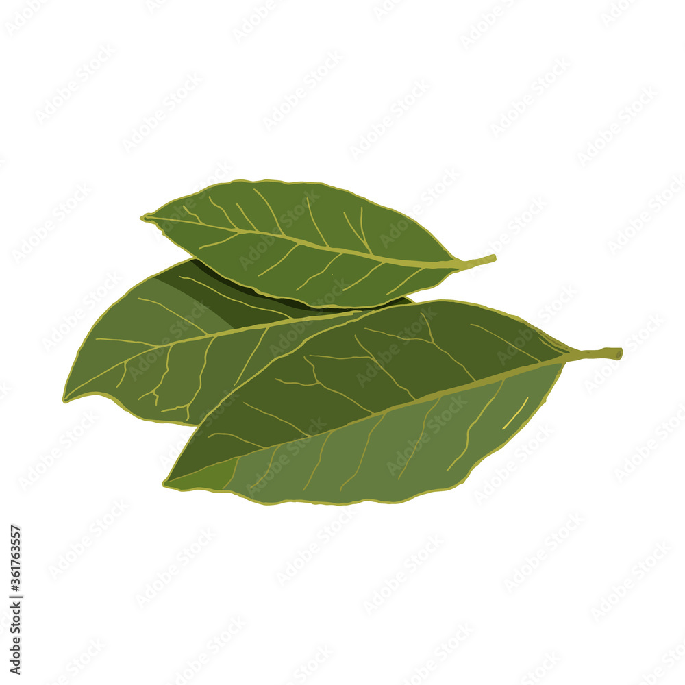 Obraz premium Isolated bay leaf. Vector illustration. Bayleaf. Eps 10.