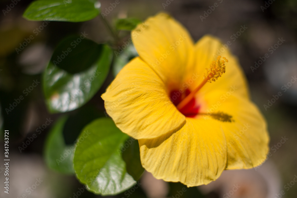 Hibiscus Gumamela yellow flower , flora of the Philippines, gardening and planting flowers Hibiscus Gumamela yellow flower , flora of the Philippines, gardening and planting flowers