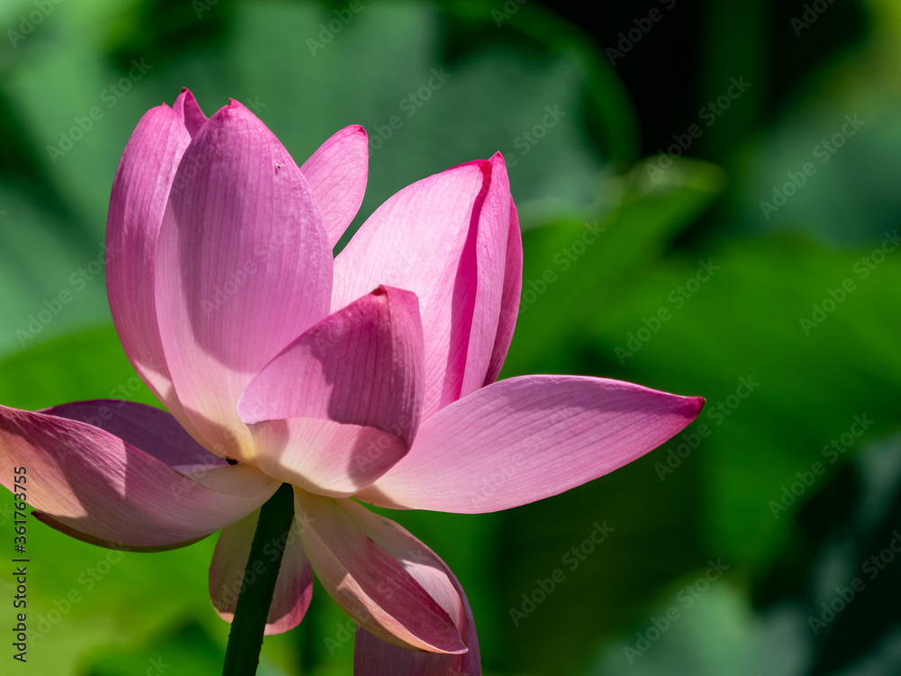 ピンク色のハスの花　7月