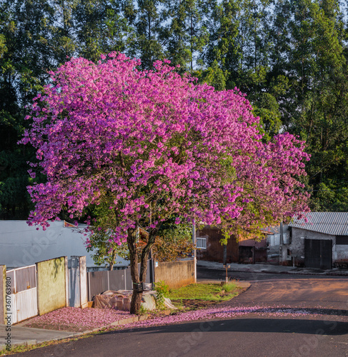 Pink trumpet tree in the urban landscape 