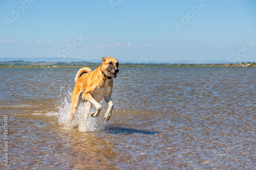 Hund rennt im Wasser - Hund rennt im Meer  © claudia