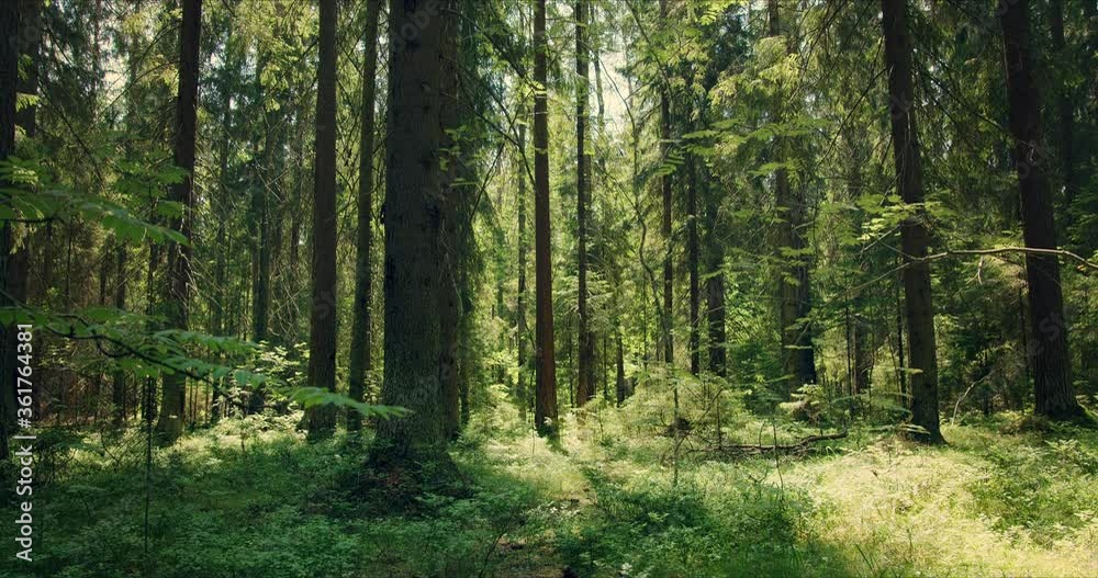 Panoramic view from the bottom up to the soothing quiet coniferous forest with large pines permeated with sunlight Panoramic view from the bottom up to the soothing quiet coniferous forest with large pines permeated with sunlight