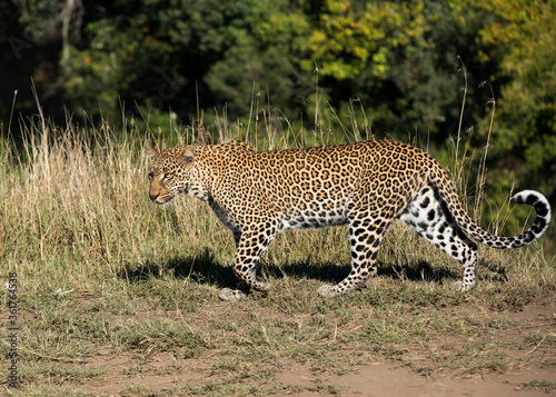 Leopard walking, Masai Mara, Kenya