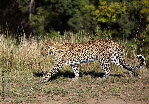 Leopard walking, Masai Mara, Kenya