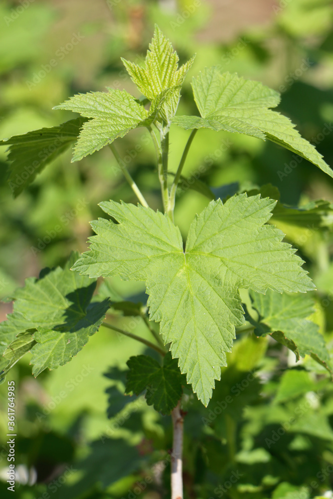 black currant leaves medicinal tea black currant leaves medicinal tea
