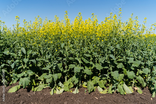 Landscape with rapeseed field and blue sky. Focus on the foreground. photo