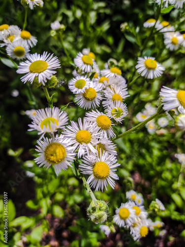 Sunny tender chamomile on a summer day