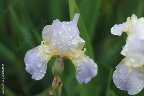 Bright lilac bearded retro iris flowers, covered with dew drops after rain in the summer. Grade Iris squalens. photo