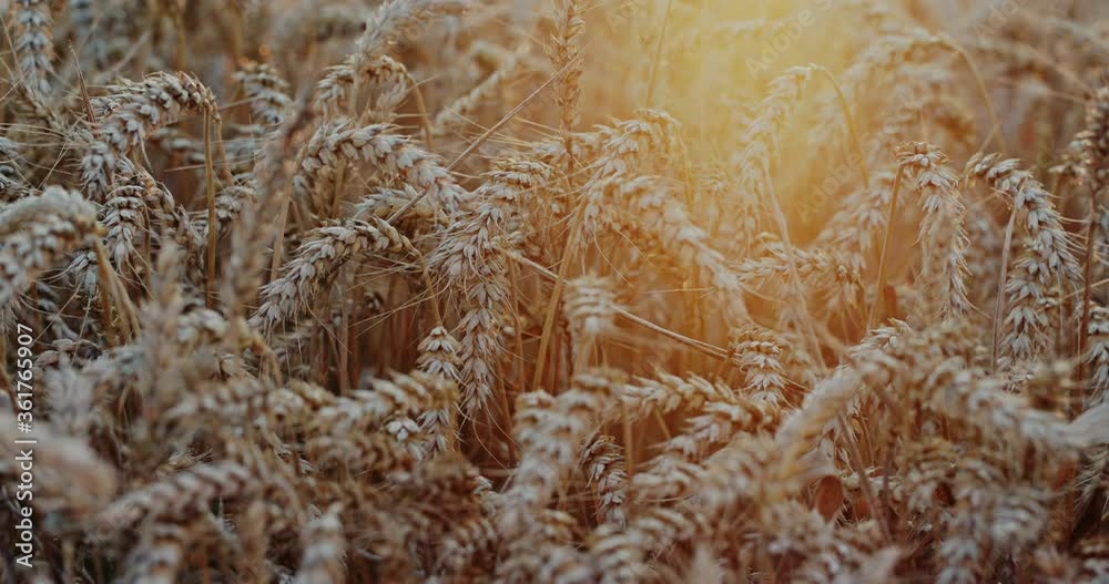 Amazing agriculture sunset landscape.Growth nature harvest. Wheat field natural product. Ears of golden wheat close up. Rural scene under sunlight. Summer background of ripening ears of landscape. Amazing agriculture sunset landscape.Growth nature harvest. Wheat field natural product. Ears of golden wheat close up. Rural scene under sunlight. Summer background of ripening ears of landscape.