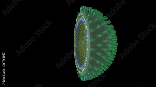 Microscopic view of inside Coronavirus COVID-19 split in half with dna 2019-nCoV Visualization equal to Influenza, Flu or SARS. High quality medical 3d rendering illustration animation for background.
