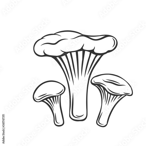Edible chanterelles mushrooms outline icon