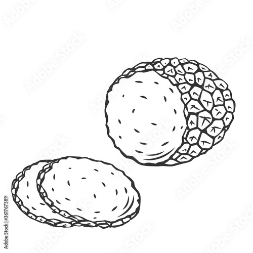 Edible truffle mushrooms outline icon