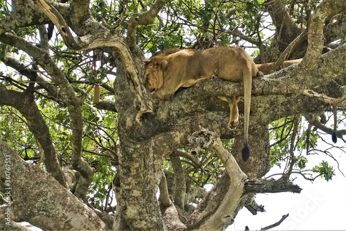 Siesta in the wild of Africa. Summer day in the savannah. On the thick branches of a tree, high above the ground, an adult lion sleeps serenely. Eyes closed, paws and tail drooping freely. Kenya. Masa © Вера 