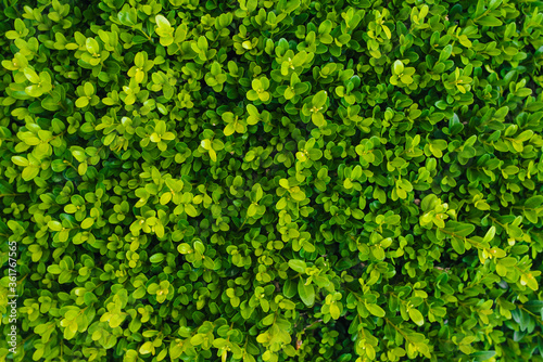 Fényképezés Texture, background of a green, flowering boxwood bush with round leaves close-up