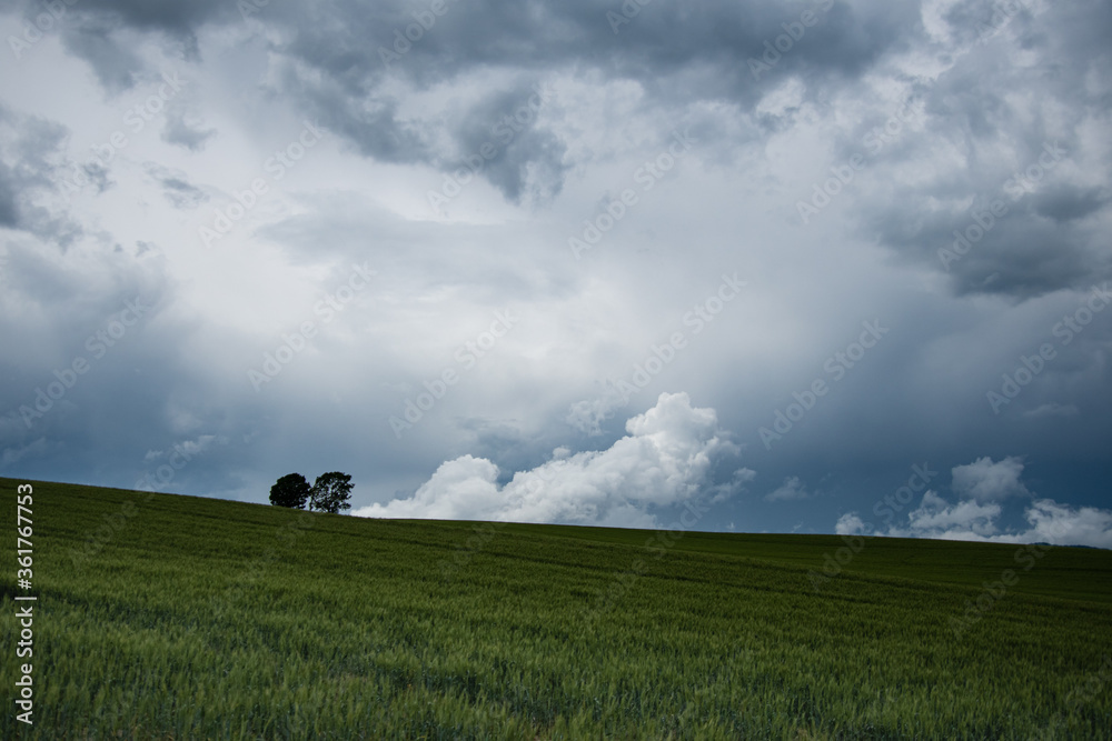 Obraz premium 雨雲と美瑛親子の木の麦畑