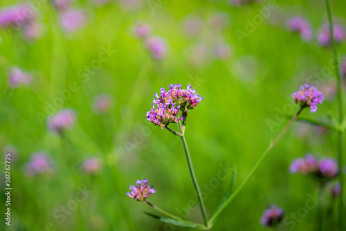 Beautiful purple verbena flower with greenery background in morning sunlight environment. Selected focus on a part of flower's pollen.