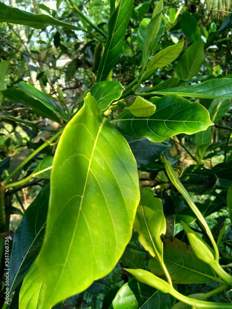 Green jack fruit leaves with natural background. The jack fruit (also known as jack tree, Artocarpus heterophyllus, nangka) is a species of tree in the fig, mulberry and breadfruit family (Moraceae). Green jack fruit leaves with natural background. The jack fruit (also known as jack tree, Artocarpus heterophyllus, nangka) is a species of tree in the fig, mulberry and breadfruit family (Moraceae).