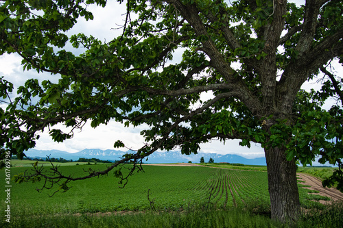 セブンスターの木越しの風景 photo