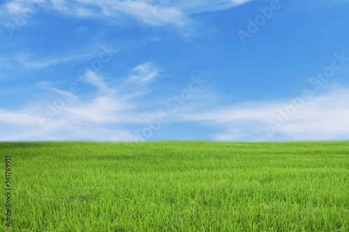 green field and blue sky © jan nakhonkae