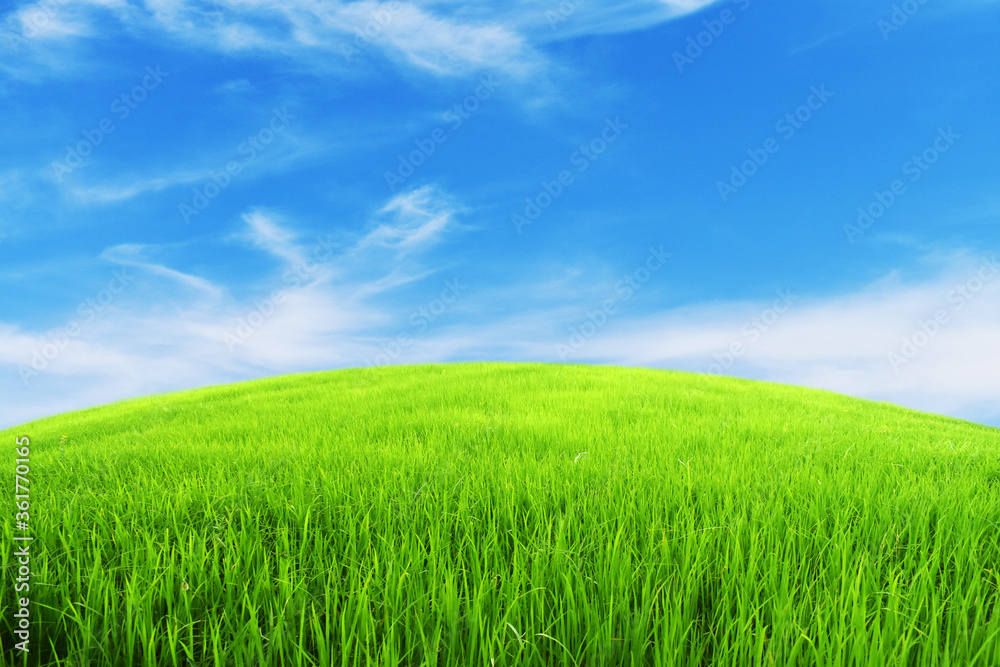 Obraz premium green field and blue sky