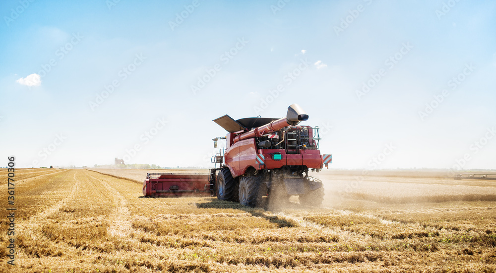 Fototapeta premium Photo of combine harvester that is harvesting wheat with dust straw in the air.