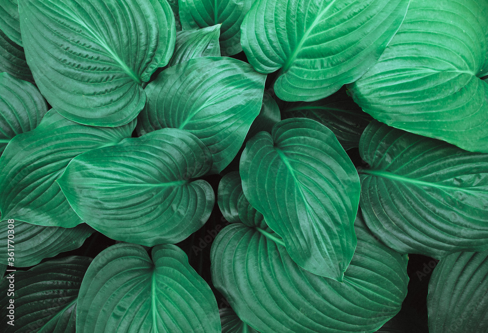 Obraz premium Background of green leaves. The leaves of a Lily flower. Texture.