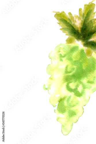 Hand drawn watercolor sketch of white grapes bunch card