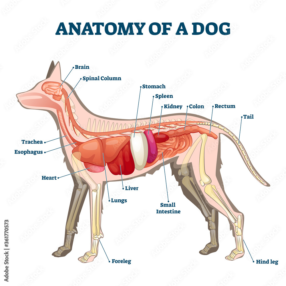 Anatomy of dog with inside organ structure examination vector