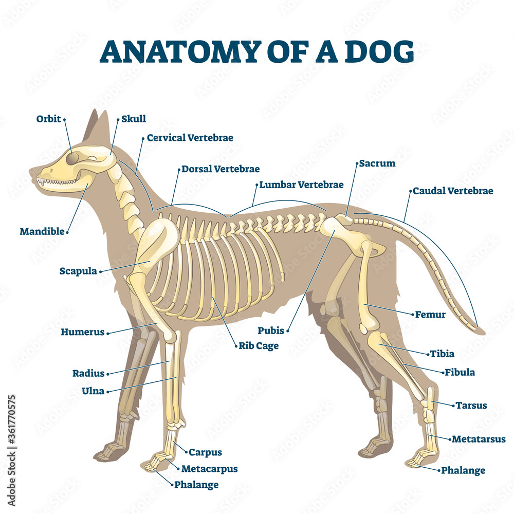 Anatomy of dog skeleton with labeled inner bone scheme vector illustration  Stock Vector