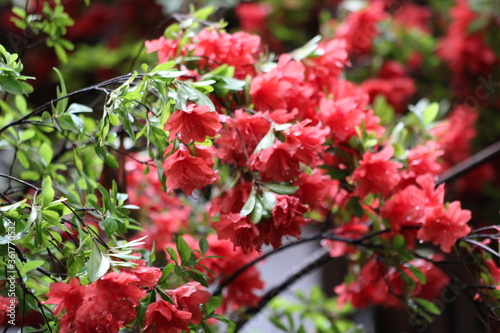 Photographie de fleurs éclos