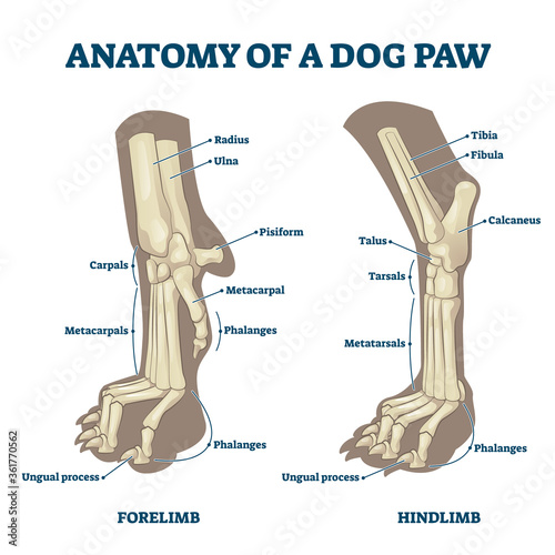 Anatomy of dog paws with forelimb and hindlimb bones vector illustration