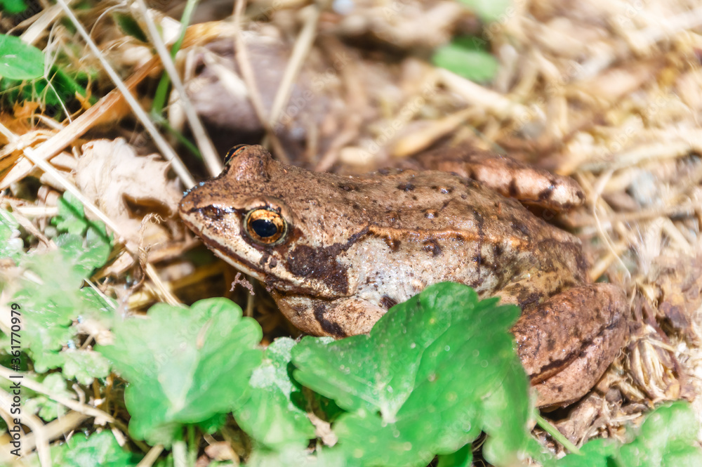 Common frog (Rana temporaria), also known as European common frog, European common brown frog, or European grass frog, sitting on grass in the wild (in the forest) Common frog (Rana temporaria), also known as European common frog, European common brown frog, or European grass frog, sitting on grass in the wild (in the forest)