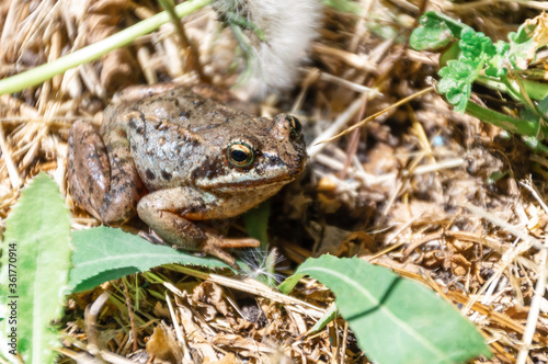 Common frog (Rana temporaria), also known as European common frog, European common brown frog, or European grass frog, sitting on grass in the wild (in the forest)