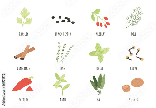 Spices and herbs. Cartoon black pepper, basil and dill, thyme. Cinnamon, sage and paprika, mint and parsley, clove and nutmeg vector set. Cooking or culinary organic and natural ingredient