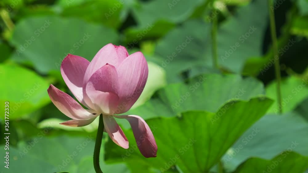 風に揺れる古代ハスの花　7月