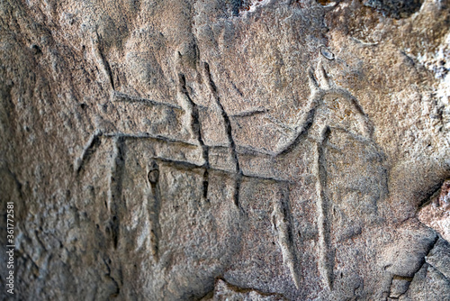 Ancient rock carvings petroglyphs in Gobustan National park. Exposition of Petroglyphs in Gobustan near Baku  Azerbaijan. 