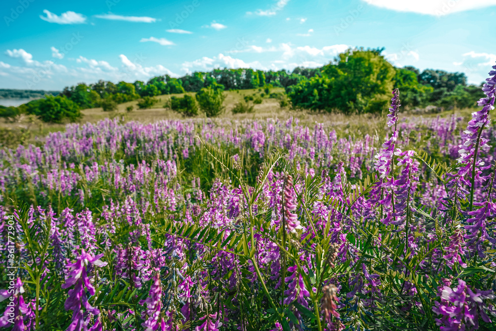 Countryside flower fields of purple flowers, background of flowers