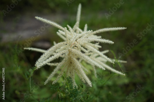Aruncus dioicus also goat's beard, buck's-beard or bride's feathers. It has alternate, pinnately compound leaves, on thin, stiff stems, with plumes of feathery white or cream flowers borne in summer.
