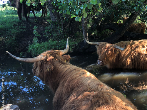 Highland cattle in a river around Beerze photo