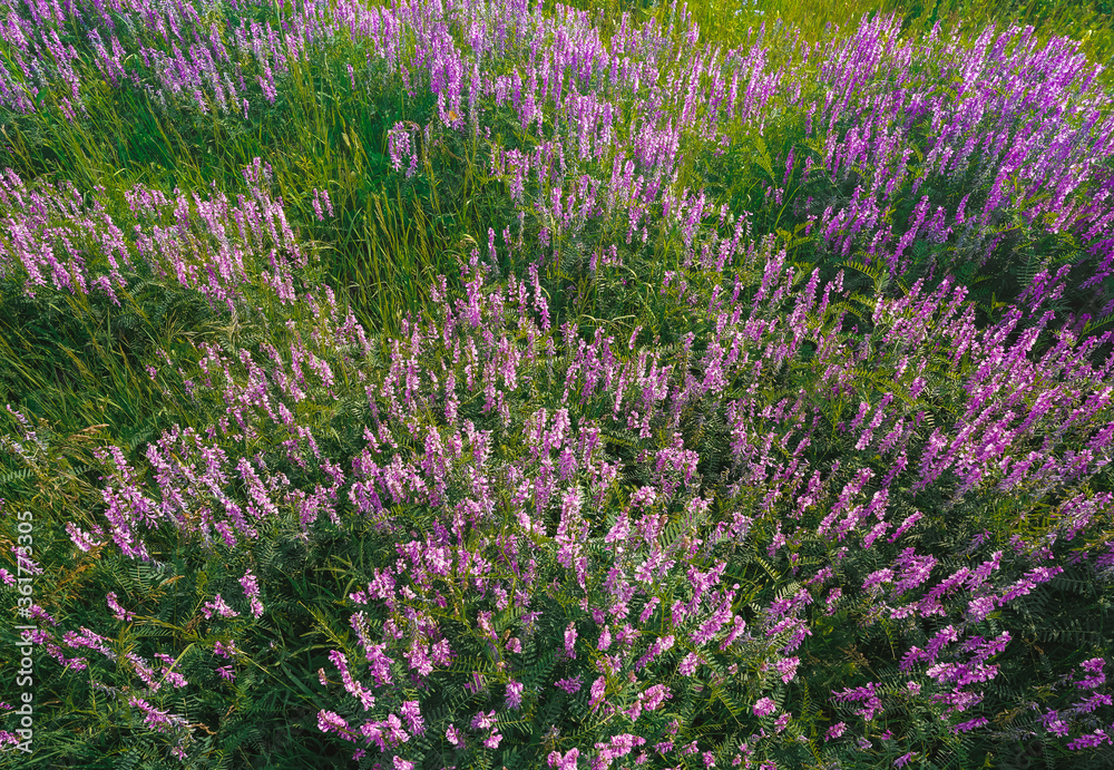 Naklejka premium Countryside flower fields of purple flowers, background of flowers